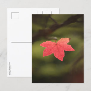 Rött höstlönnblad naturfoto vykort