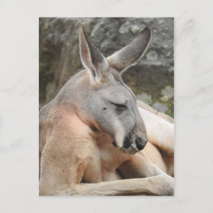 Rött Kangaroo-vykort Vykort