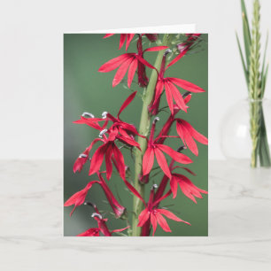 Rött kardinalblomningskort kort