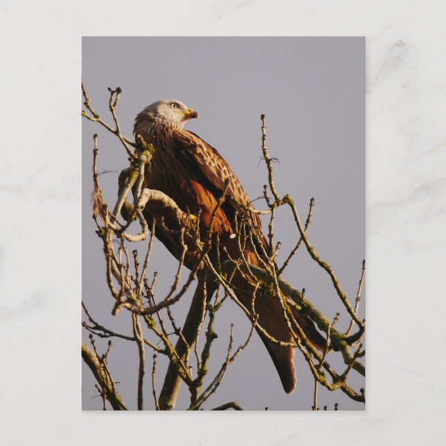 Rött Kite-vykort Vykort (Framsida)