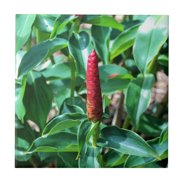 Rött knäppas ingefäran kakelplatta (Framsidan)