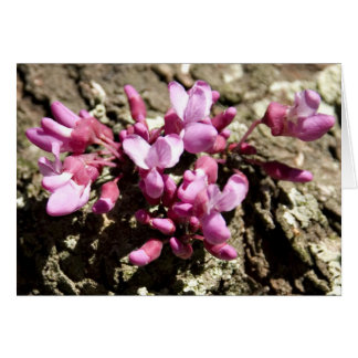 Rött knoppträd OBS kort