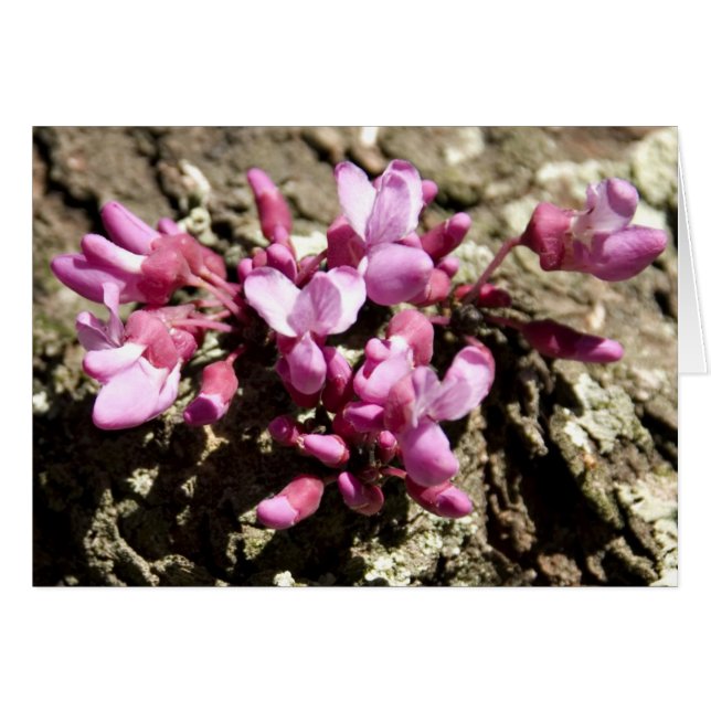 Rött knoppträd OBS kort (Framsidan Horizontal)