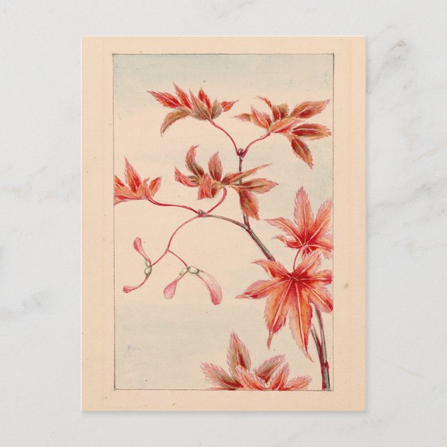 Rött kort (Framsida)