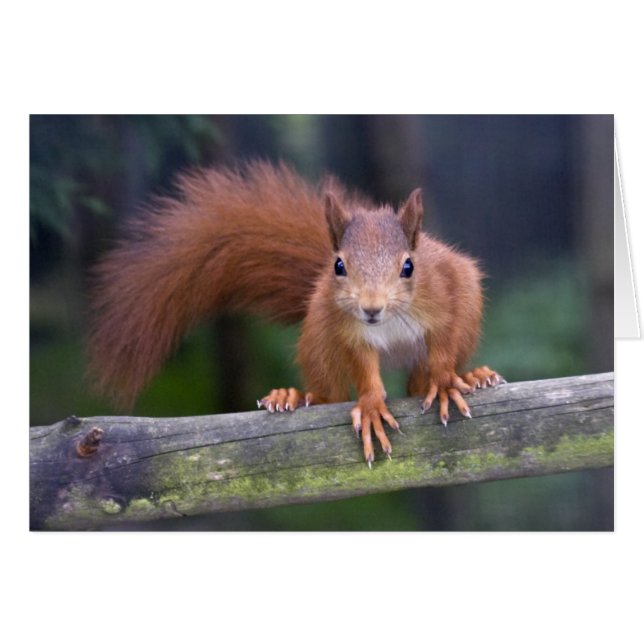 Rött kort för baby (Framsidan Horizontal)