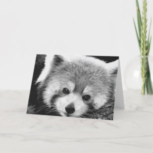 Rött kort för Panda #1-Greeting