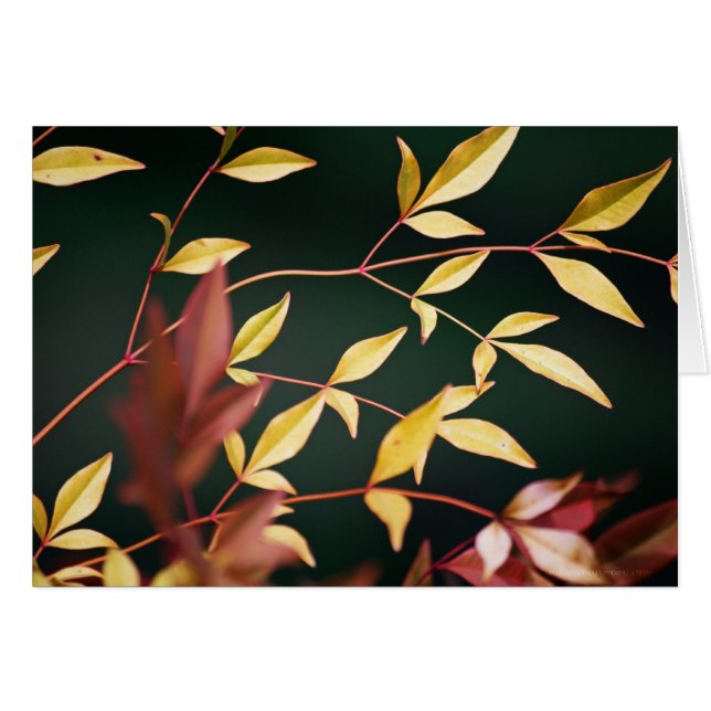 Rött kort och Guld-kort (Framsidan Horizontal)