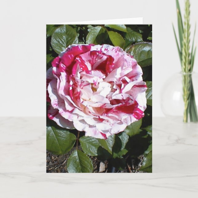 Rött kort och vitt stripe-kort för Ro (Framsida)