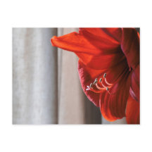 Rött Lejont Amaryllis Flower Photo Postcard