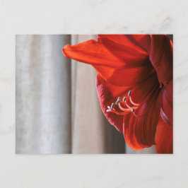 Rött Lejont Amaryllis Flower Photo Postcard Vykort