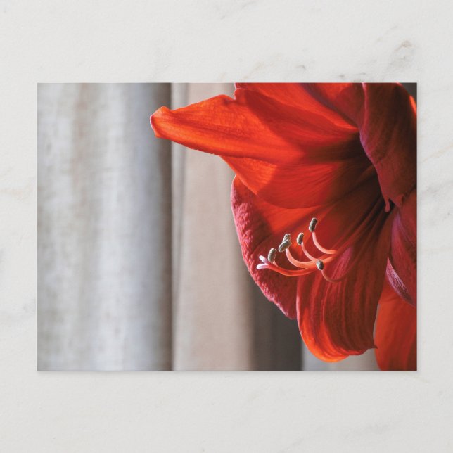Rött Lejont Amaryllis Flower Photo Postcard Vykort (Framsida)