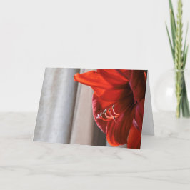 Rött Lejont Amaryllis-kort för nyårskort Helgkort