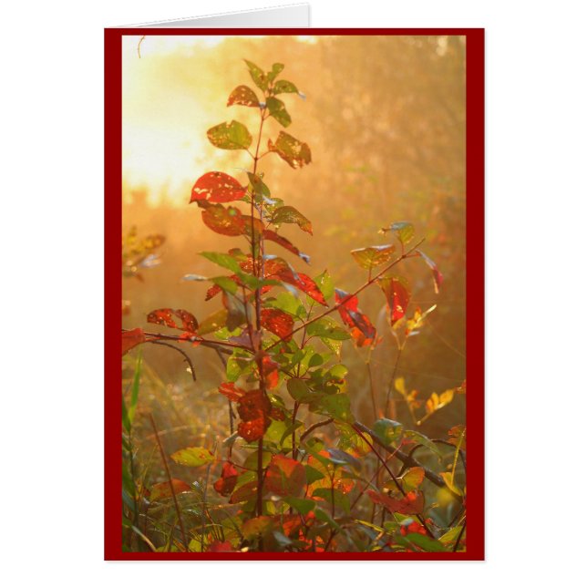 rött löv OBS kort (Framsidan)