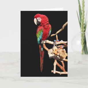 Rött Macaw-kort för valfritt Tillfälle Kort
