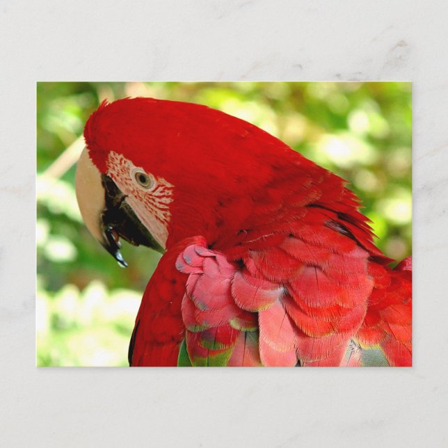 Rött Macaw Parrot-vykort Vykort (Framsida)