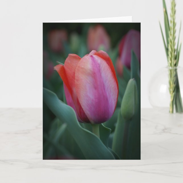 Rött- och Rosa Tulip-hälsningskort Kort (Framsida)