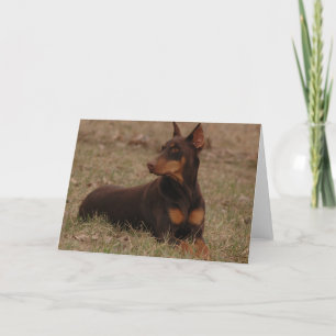 Rött och rosta dobermanen kort