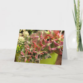 Rött Pagoda Succulent-kort av Debra Lee Baldwin Kort