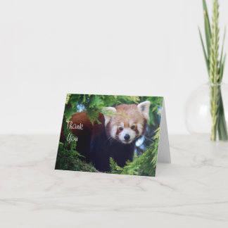 Rött panda-anteckningskort kort