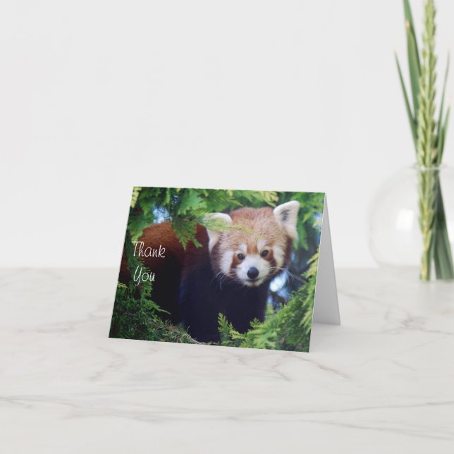 Rött panda-anteckningskort kort (Framsida)