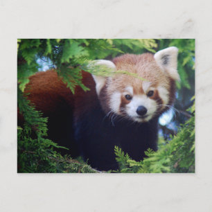 Rött panda-vykort vykort