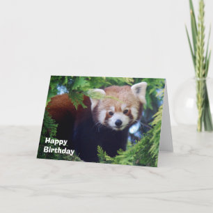 Rött Pandahälsningkort Kort