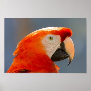 Rött papegojafågeldjurliv poster