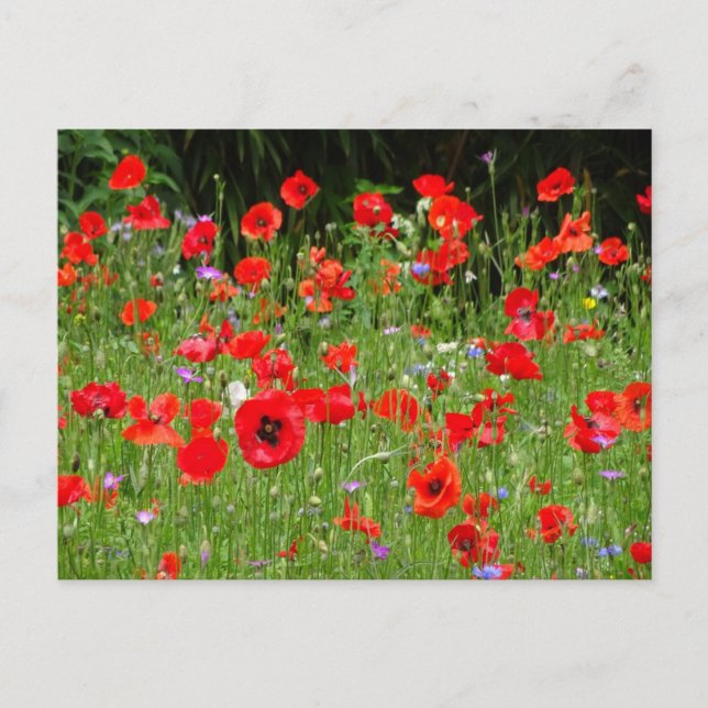 Rött poppies Fält DIY-vykort Vykort (Framsida)
