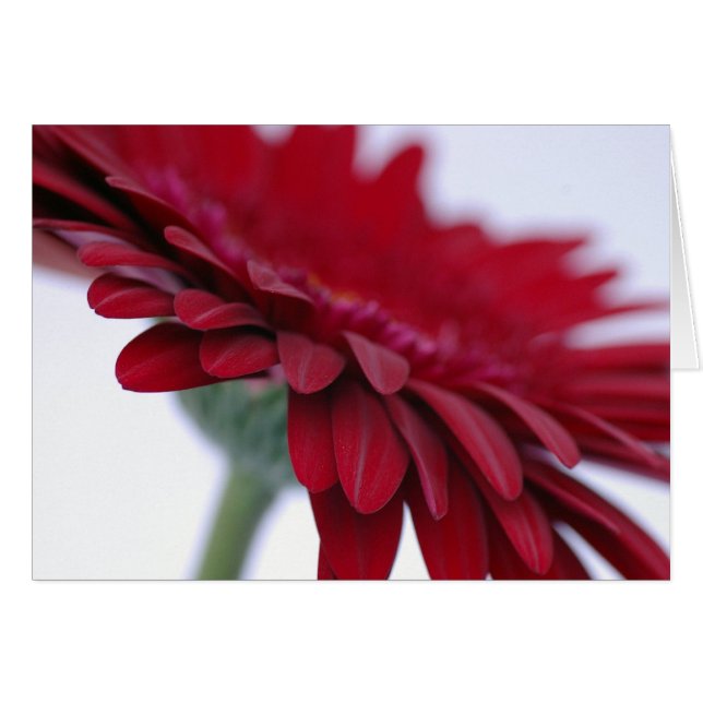 Rött sammetkort hälsningskort (Framsidan Horizontal)