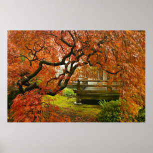 Rött snört åt lönnträd i japanträdgård poster