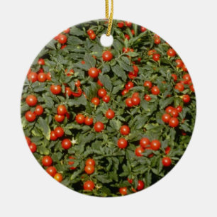 Rött SolanumPseudocapsicum (det Jerusalem Julgransprydnad Keramik