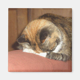 Rött" sova för katt "på hostan magnet