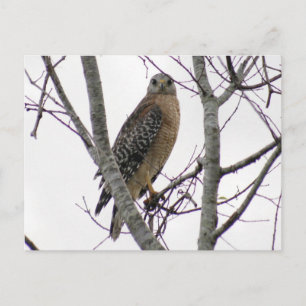 Rött styrt Hawk-vykort för foto Vykort