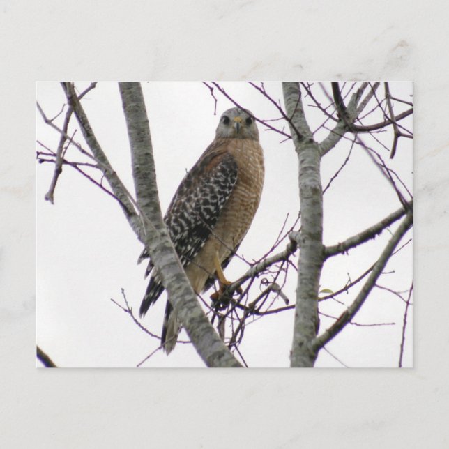 Rött styrt Hawk-vykort för foto Vykort (Framsida)