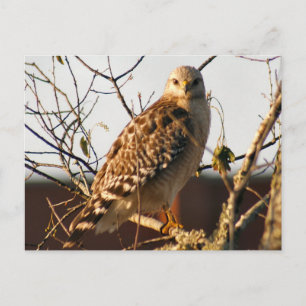Rött styrt Hawk-vykort för foto Vykort