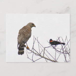 Rött styrt Hawk-vykort för foto Vykort