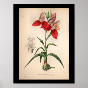 Rött tryck 1860 för vintageOrchidblomma
