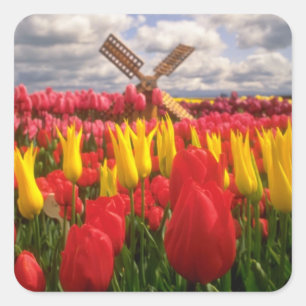 Rött tulpanfält, Oregon blommor Fyrkantigt Klistermärke