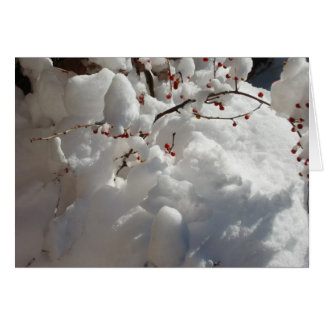 Rött, vit och kall OBS kort