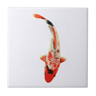 Rött, vit och svart Koi fisk Kakelplatta