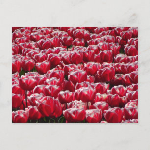 Rött vitt Tulips Mönster DIY-vykort Vykort