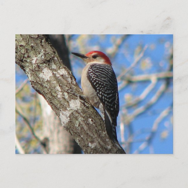 Rött vykort för handskar (Framsida)