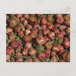 Rotten Apples Vykort