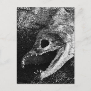 Rotten Fish Head Bones Vykort