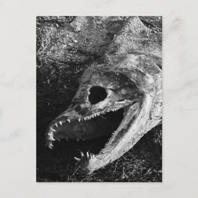 Rotten Fish Head Bones Vykort (Framsida)