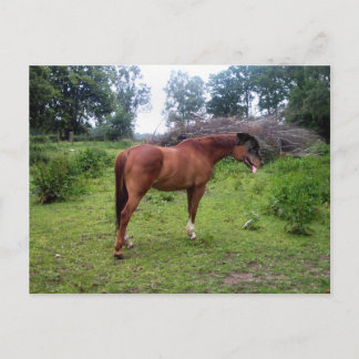 Rotthorse Vykort