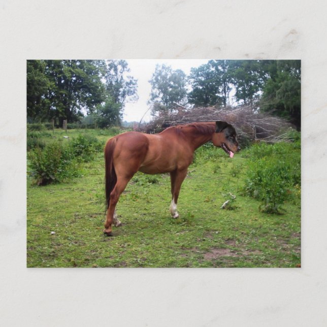 Rotthorse Vykort (Framsida)
