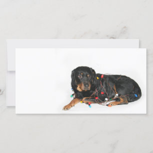 Rottie julbooboo julkort