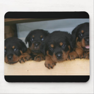 rottievalper musmatta