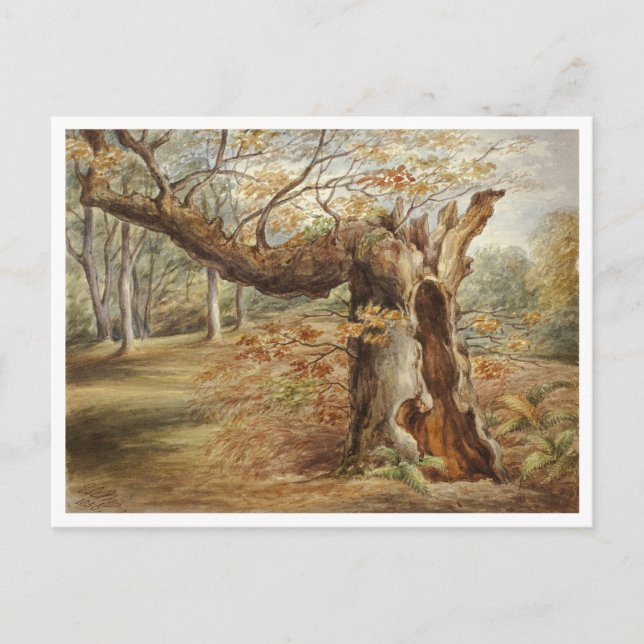 Rotting Träd av Elizabeth Murray Vykort (Framsida)